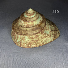 Load image into Gallery viewer, Ceramic Shells
