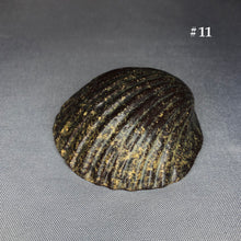 Load image into Gallery viewer, Ceramic Shells