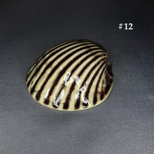 Load image into Gallery viewer, Ceramic Shells