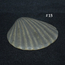 Load image into Gallery viewer, Ceramic Shells