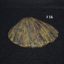 Load image into Gallery viewer, Ceramic Shells