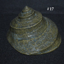 Load image into Gallery viewer, Ceramic Shells