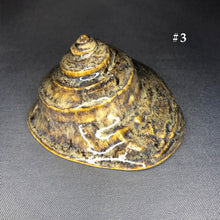 Load image into Gallery viewer, Ceramic Shells