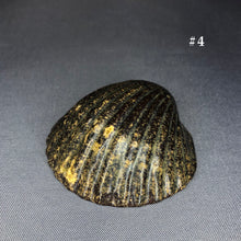 Load image into Gallery viewer, Ceramic Shells
