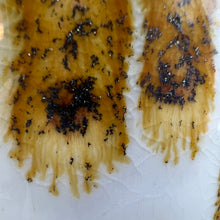 Load image into Gallery viewer, 16 oz Bottles